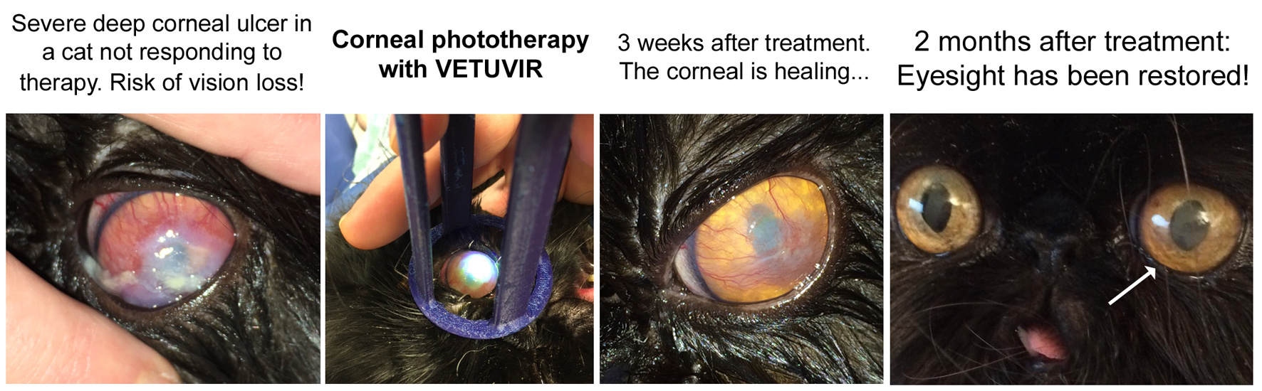 Effective treatment of corneal ulcers in cats using VETUVIR
