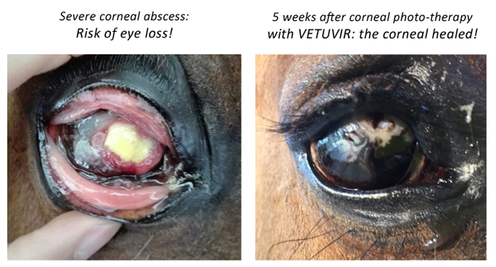 Corneal abscess in a horse