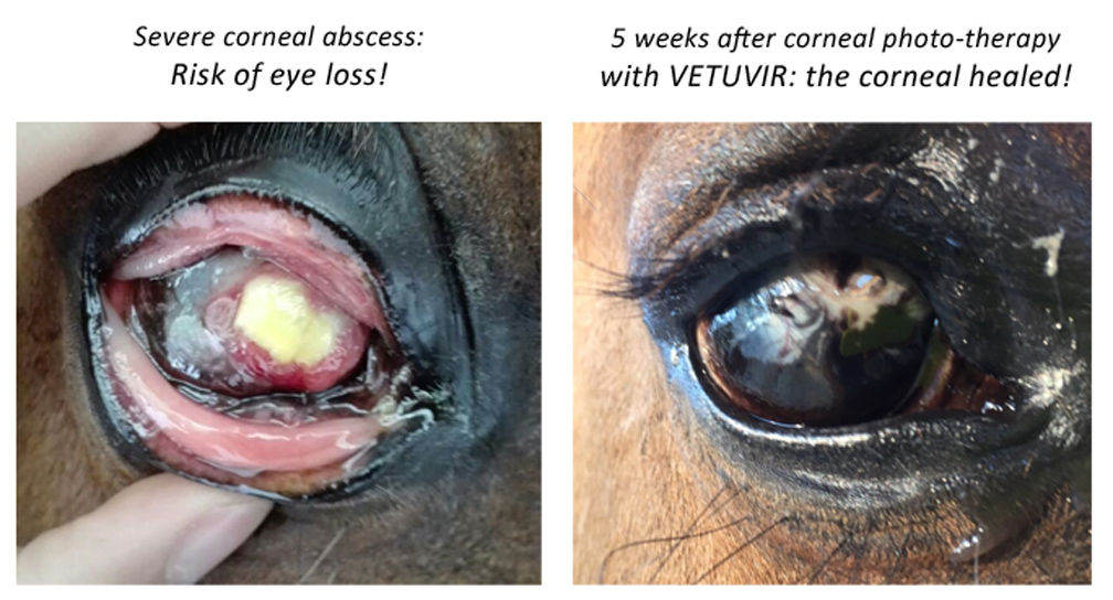 Ascesso corneale nel cavallo trattato con Vetuvir